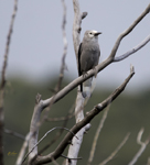 Clarks Nutcracker 3704